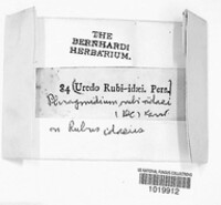 Phragmidium rubi-idaei image
